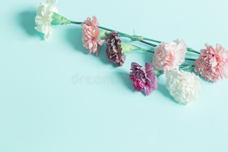 Carnation flowers on green paper background