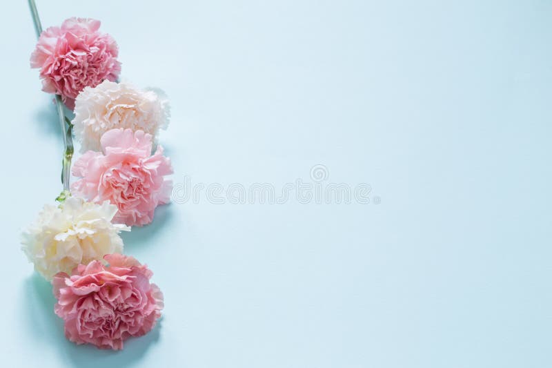 Carnation flowers on green paper background
