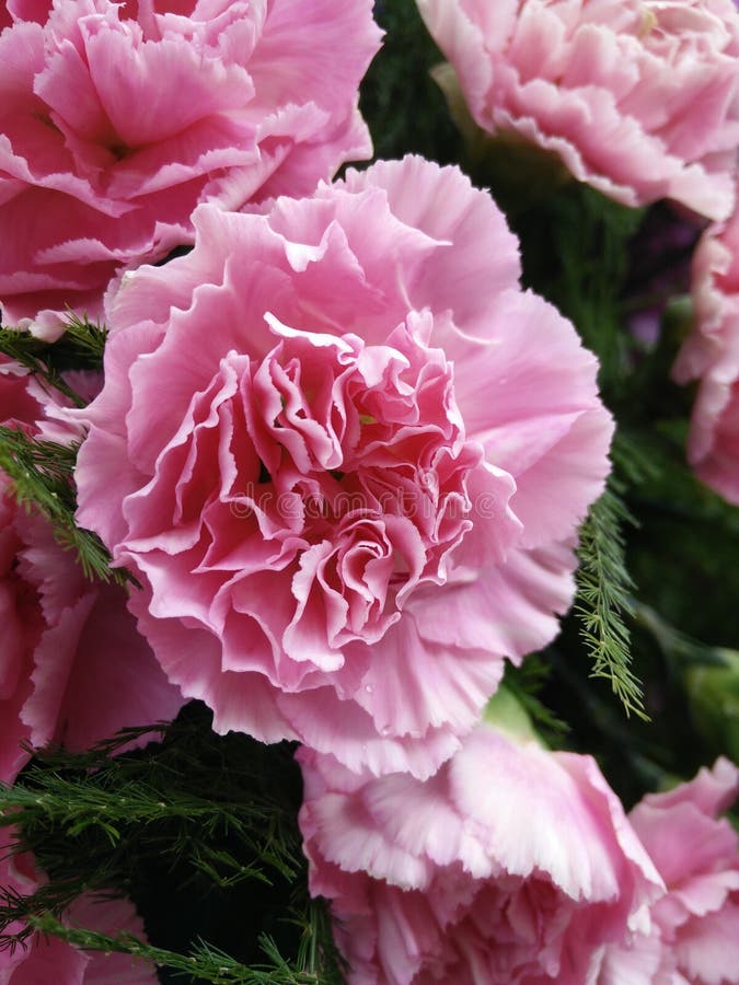 Pink Carnation Flowers stock image. Image of carnation - 53088449
