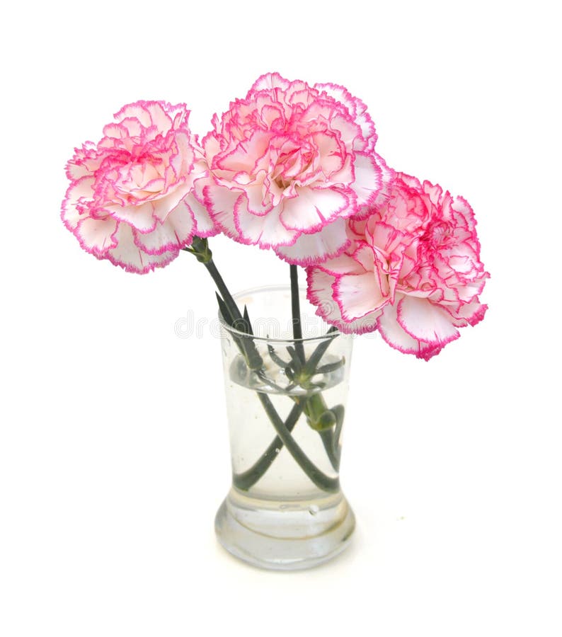 Pink carnation flower stock image. Image of beauty, natural 66861923