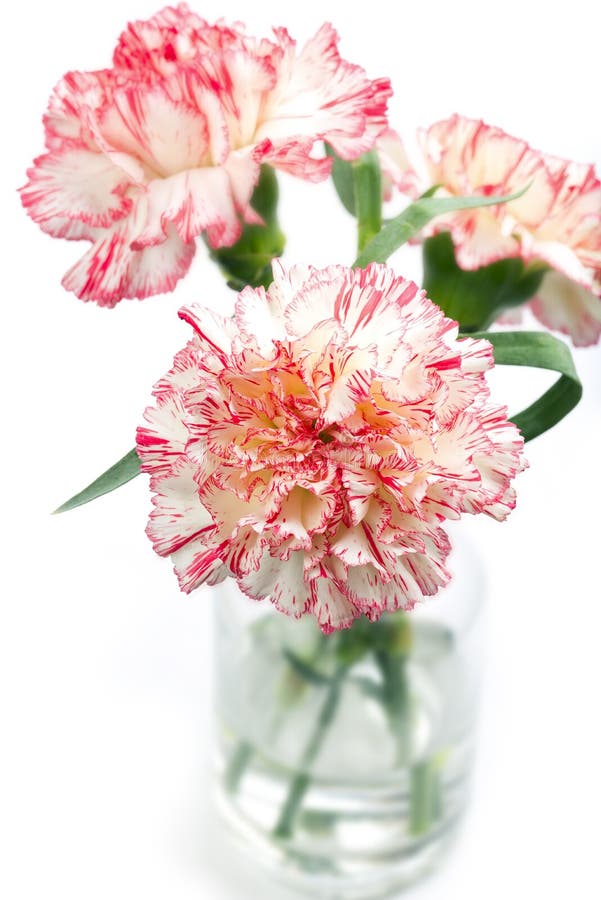 Carnation Flowers in a Vase Stock Image Image of close, isolated