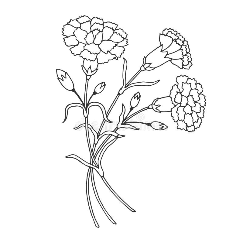 Hand Drawing Carnation Flowers. Isolated Line Art With White Background ...