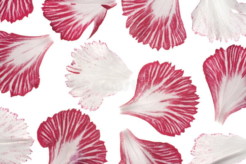 Carnation Petals Royalty Free Stock Photos Image 22436408