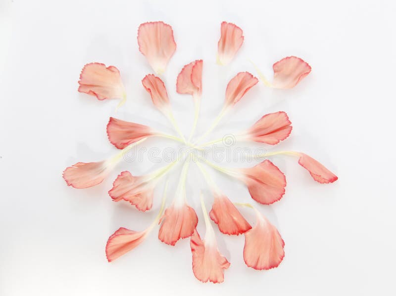 Carnation petals stock image. Image of flower, beauty 46494635