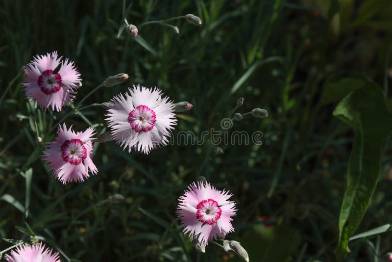 Carnation Plants Growing in the Garden Stock Photo Image of sunny