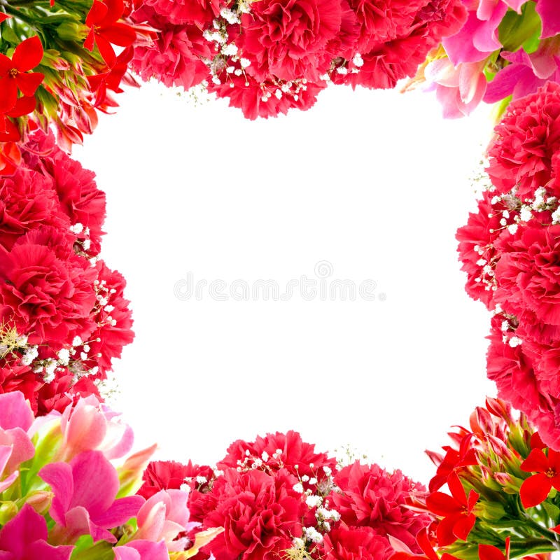 Carnation border stock photo. Image of dyanthus, botany 4883624