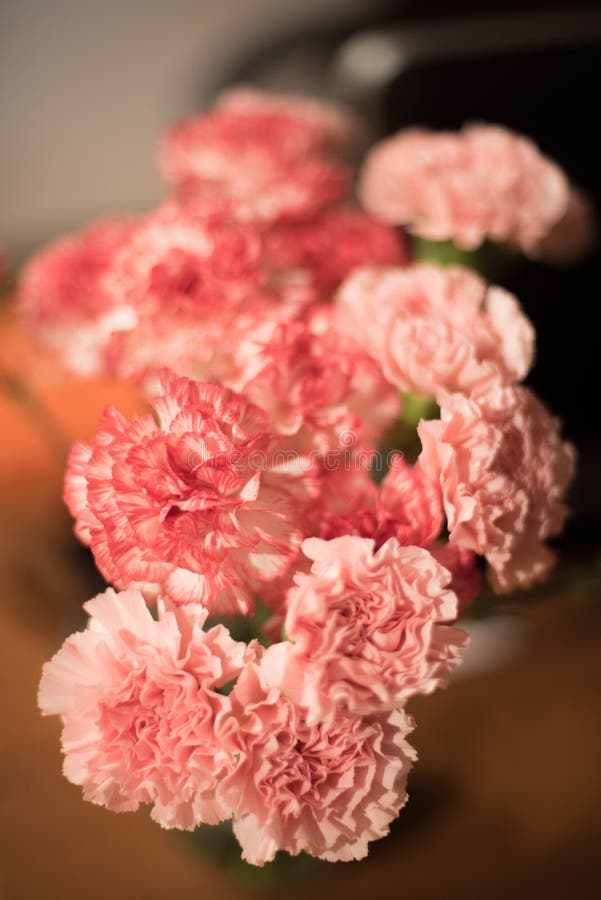 Posy of Pink Carnations Spring Flower Stock Photo Image of bloom, bunch 20451834