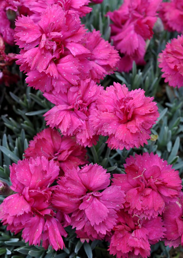 Carnations Bloomed Garden Stock Photos Free & RoyaltyFree Stock
