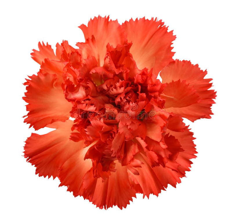 Carnations flower stock photo. Image of head, blossom 273272710