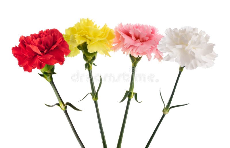 Carnations flowers stock image. Image of blossom, yellow 242462871