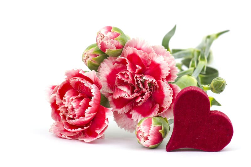 Carnations and heart stock image. Image of bloom, background 29220993