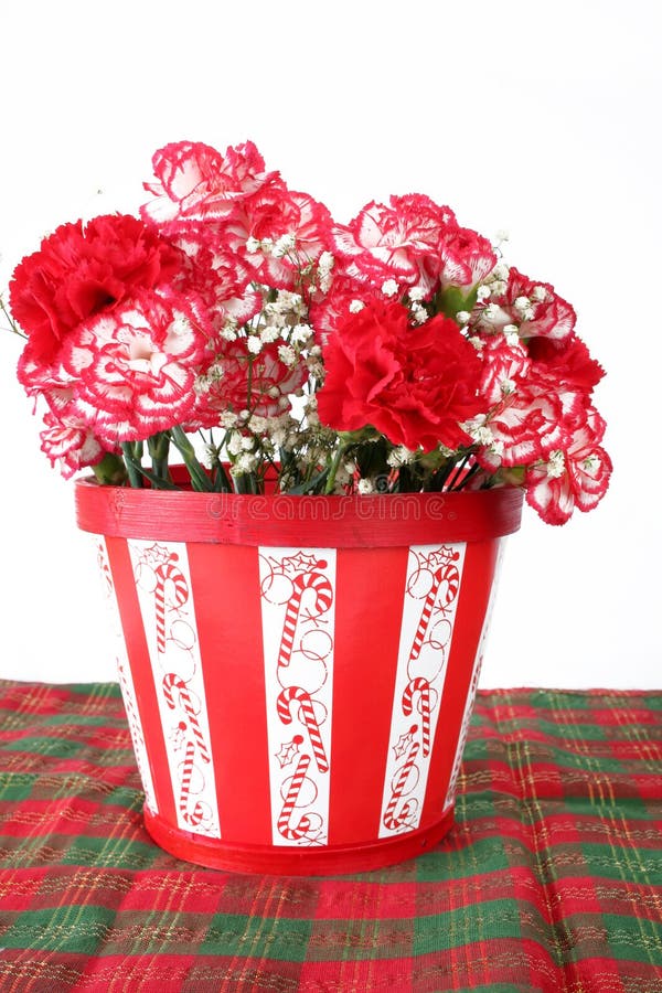 Carnations of Red and White Stock Image Image of blossom, basket 7457777