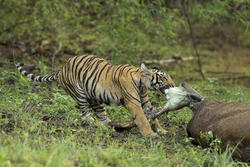 Homem Do Tigre Na Reserva Do Jogo Em África Do Sul Imagem de Stock