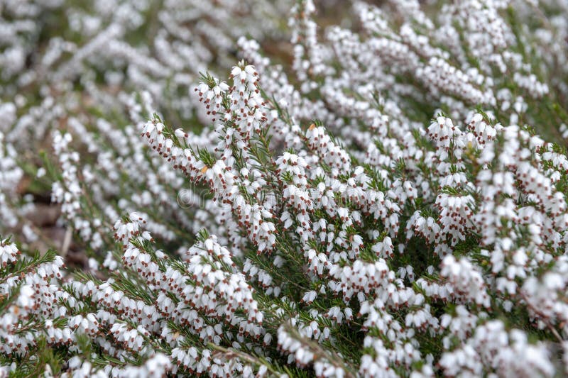 Carnea De Erica, Planta De Florescência Do Subshrub Igualmente Conhecida  Como Branco De Springwood, Charneca De Inverno, Charneca Foto de Stock -  Imagem de grupo, sabido: 120259734