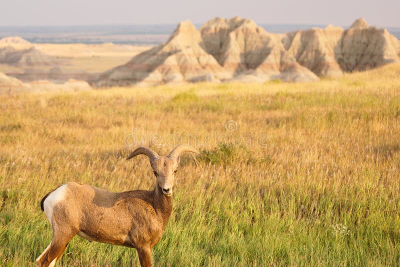 Carneiros de Bighorn Ram Badlands National Park South masculino Dakota imagens de stock Carneiros de Bighorn Ram Badlands National Park South masculino Dakota imagens de stock