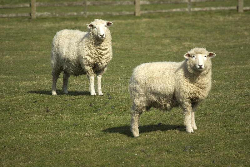 Ovelha Romney imagem de stock