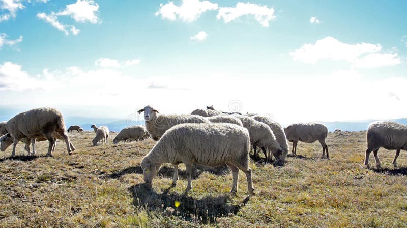 Carneiros em um prado na montanha