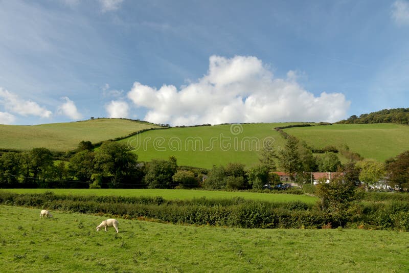 Carneiros no campo, vale de Doone, Exmoor, Devon norte fotos de stock royalty free Carneiros no campo, vale de Doone, Exmoor, Devon norte fotos de stock royalty free