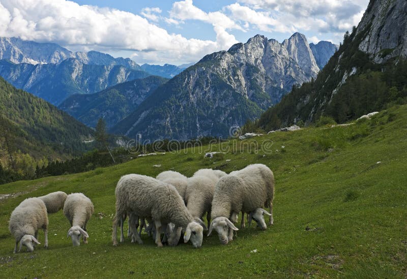 Carneiros nos alpes, Slovenia