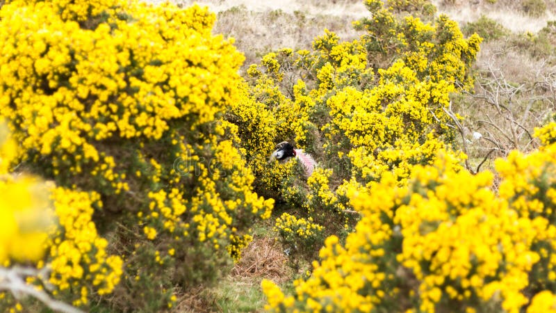 Carneiros que comem flores em algum lugar nas montanhas na Irlanda fotos de stock Carneiros que comem flores em algum lugar nas montanhas na Irlanda fotos de stock