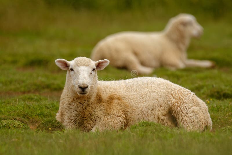 Carneiros, terra Nova Zelândia, Escócia, Austrália, Noruega, exploração agrícola da agricultura foto de stock Carneiros, terra Nova Zelândia, Escócia, Austrália, Noruega, exploração agrícola da agricultura foto de stock