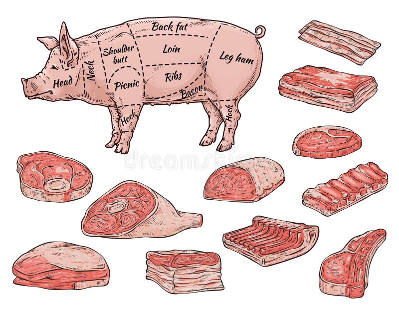 Carnicería Banner De Tienda Con Partes De Carne De Cerdo Ilustración De  Boceto Vectorial Aislado. Ilustración del Vector - Ilustración de coma,  esquema: 193085491