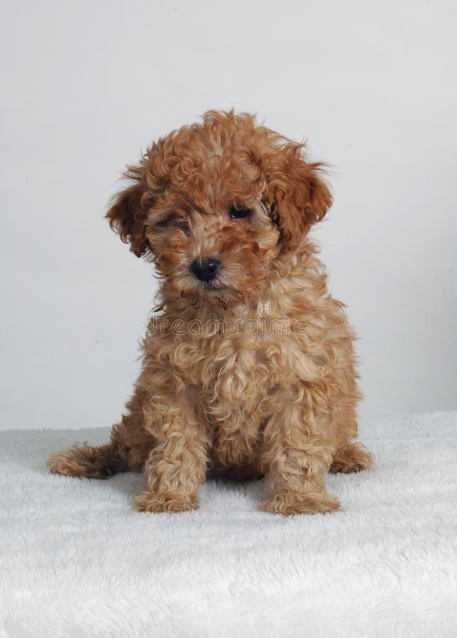 An Apricot toy poodle puppy. An Apricot toy poodle puppy