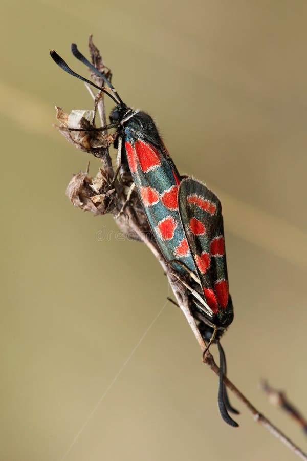 Carniolica di Zygaena immagine stock Carniolica di Zygaena immagine stock
