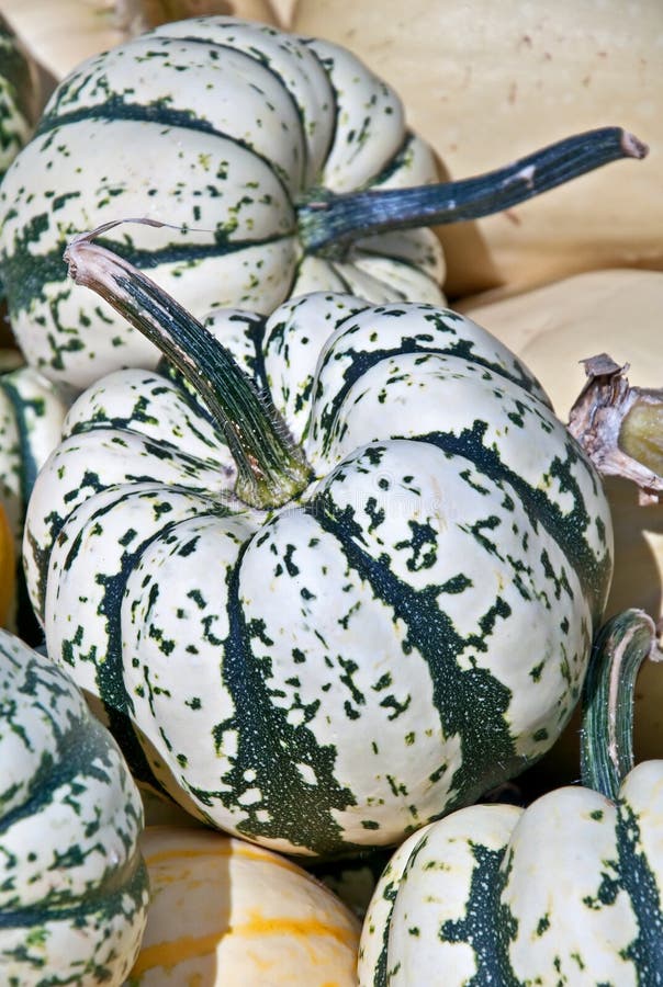 Carnival Squash Striped Green and White Stock Image Image of fall