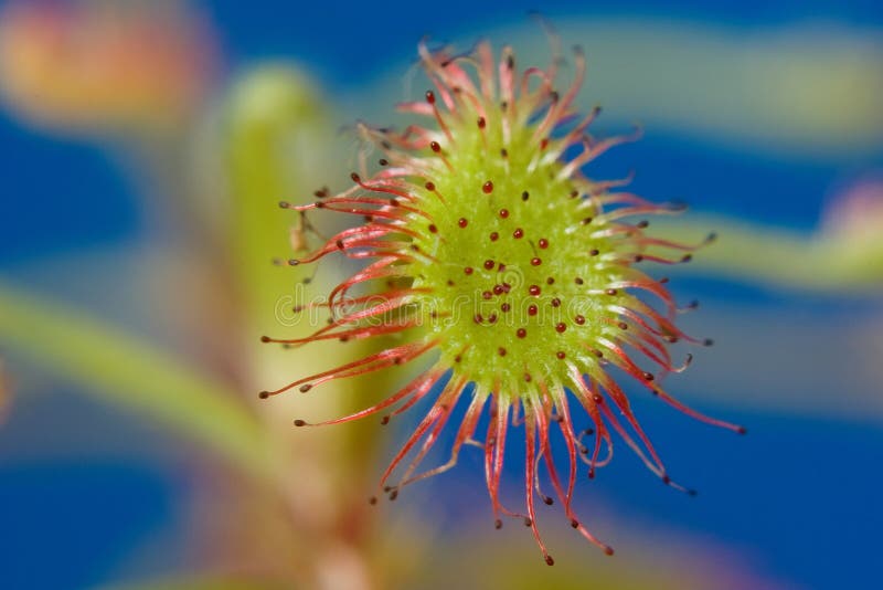 Carnivore photo stock. Image du beau, macro, detail, vert 16874540