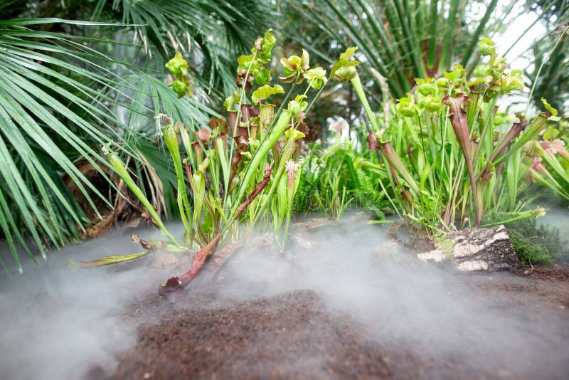 Carnivore, Carnivorous Plant or Flower in the Rainforest, Nature