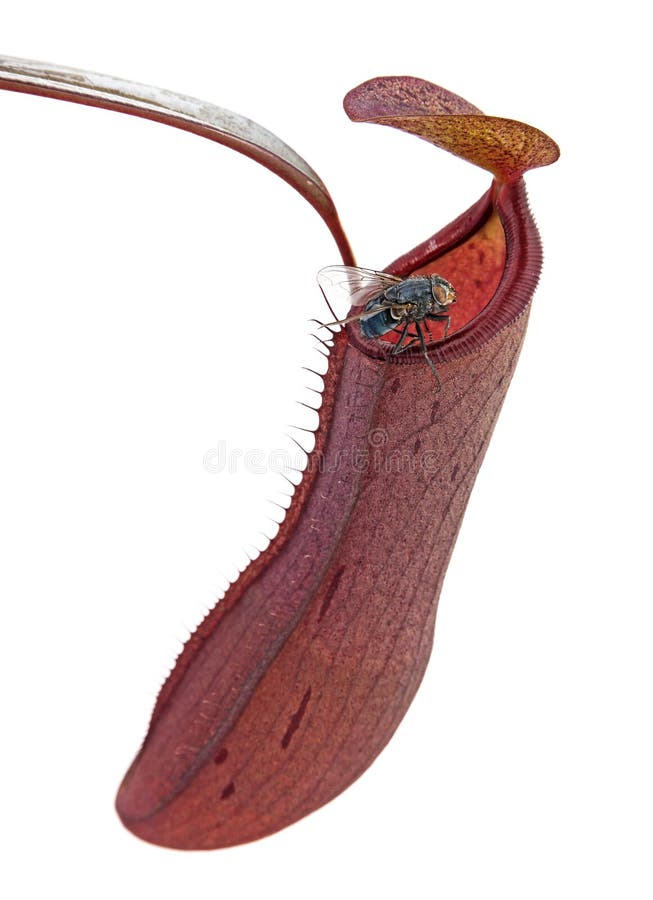 Carnivore plant Nepenthes