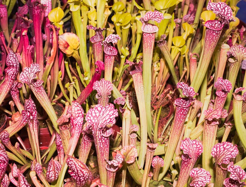 Carnivorous plant stock image. Image of dangerous, carnivore 13035323