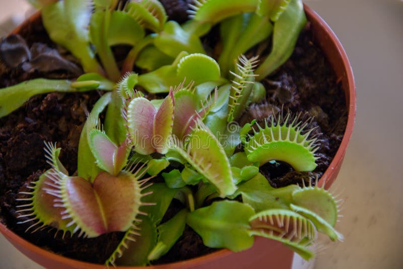 Carnivorous plant called Dionaea Muscipula or Venus flytrap of the family Droseraceae