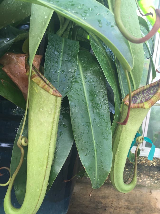 Carnivorous Plant that Eats Bugs Stock Photo Image of kinabalu, green