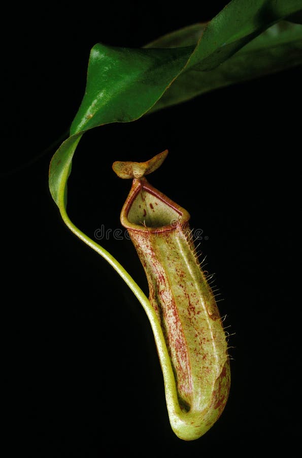 Plante carnivore Népenthès Diatas in vitro
