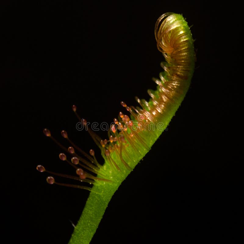 Carnivorous plant stock image. Image of dangerous, drosera 40296881