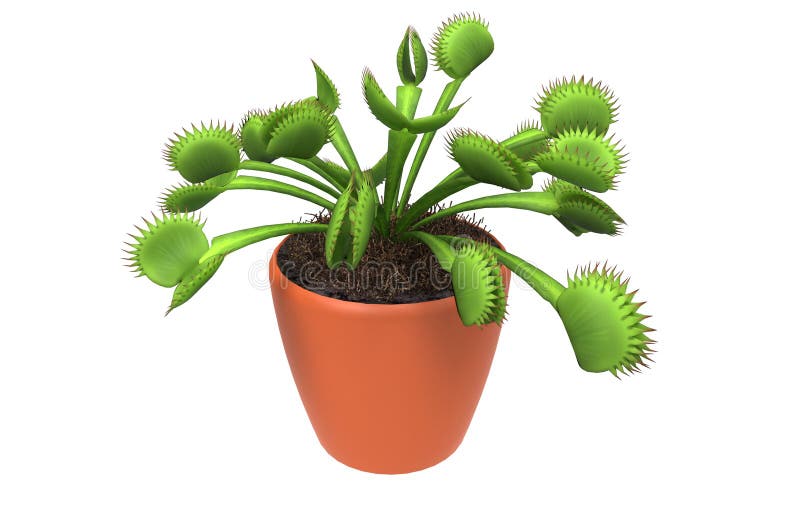 Carnivorous plant royalty free stock photo Carnivorous plant royalty free stock photo