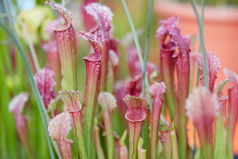 Carnivorous plants leaves background, Sarracenia flava