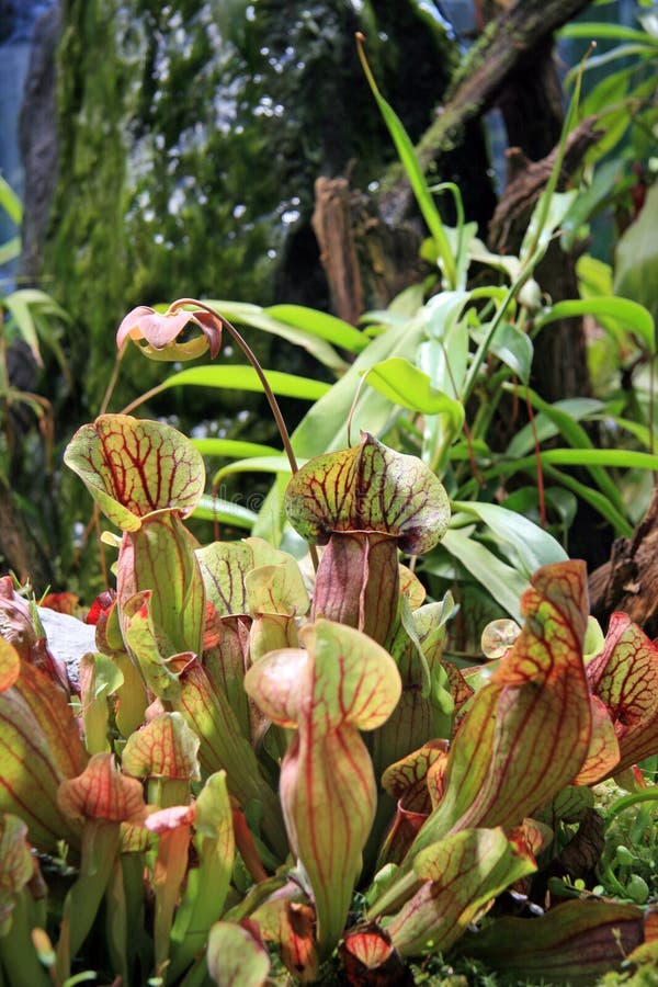 Carnivorous plants stock photo. Image of petals, nature 57901102