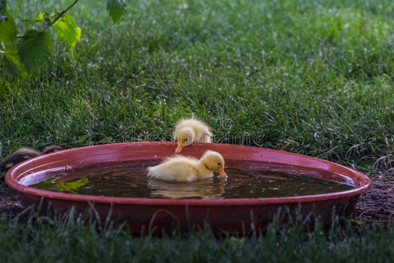 dear yellow baby running duck bathing in the summer in a water bowl. dear yellow baby running duck bathing in the summer in a water bowl