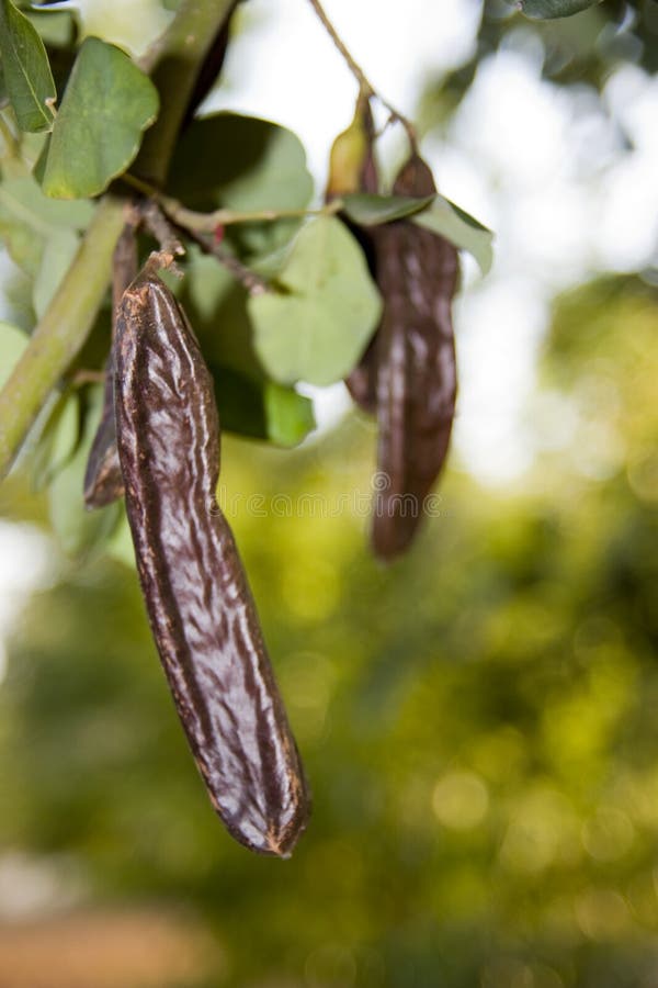 Foto von einem Johannisbrot auf dem Baum.