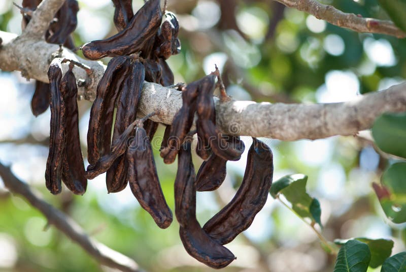 Carob, Ceratonia siliqua stock image. Image of cooking 39841247