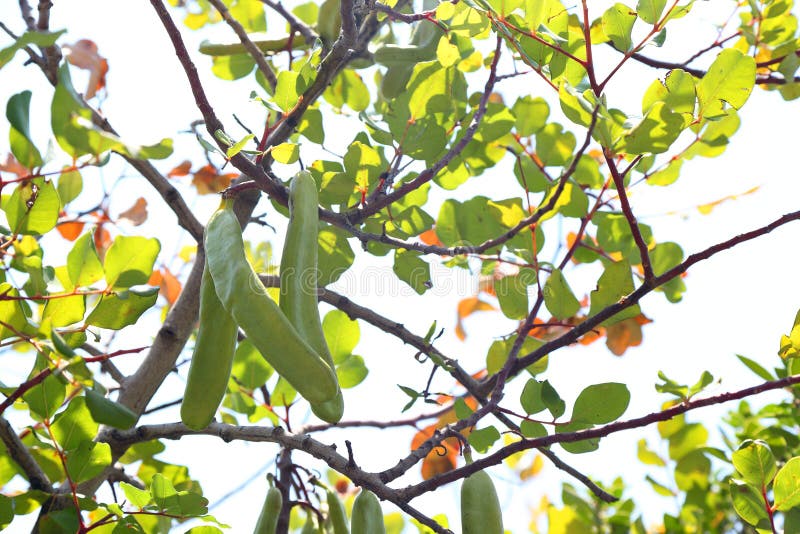 Carob Pods on Tree stock image. Image of cuisine, vegetarian 168157587