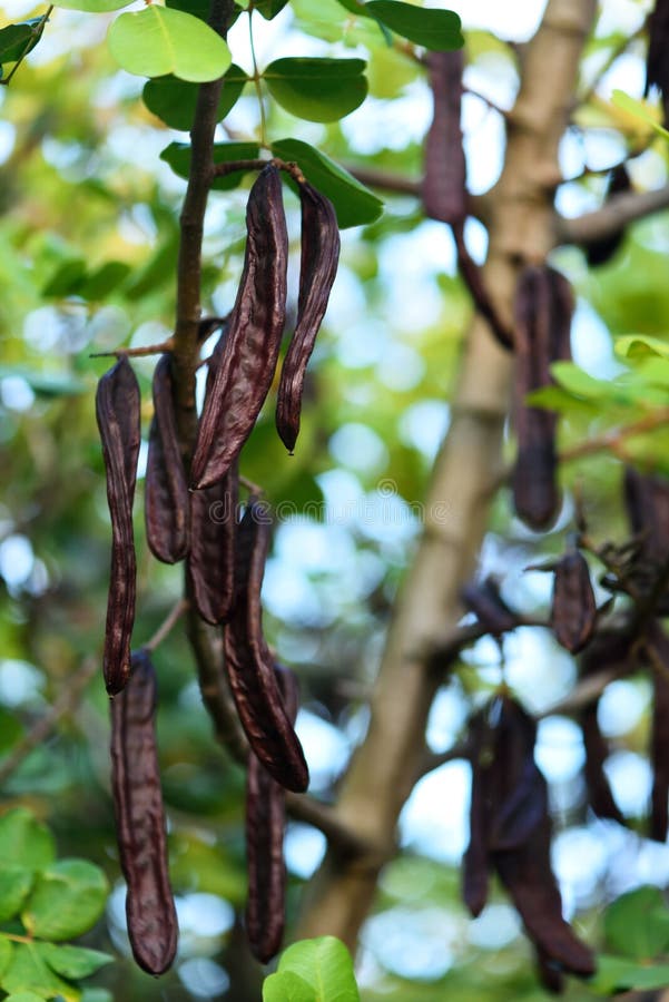 Carob Tree stock photo. Image of meal, wood, field, leaf 76356824