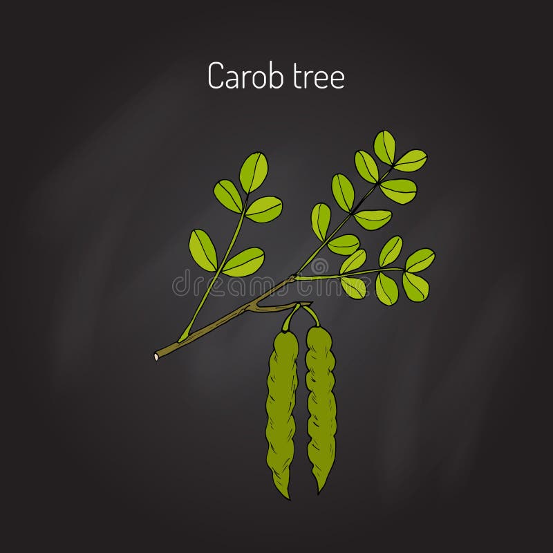 Caroberatoniasiliqua vektor illustrationer Caroberatoniasiliqua vektor illustrationer