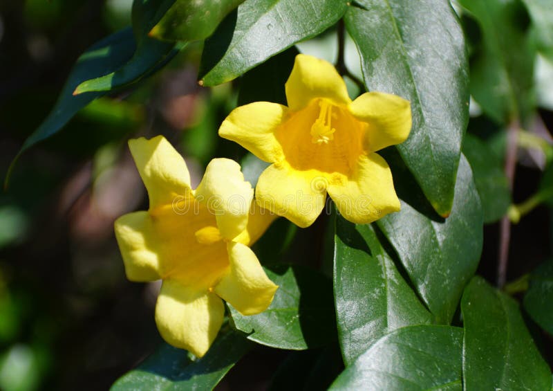 Jasmim Amarelo De Carolina, Sempervirens Do Gelsemium Foto de Stock -  Imagem de falso, planta: 40414646