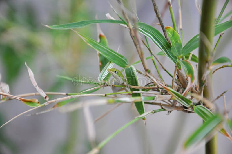 Carolina anole (Anolis carolinensis) royalty free stock image