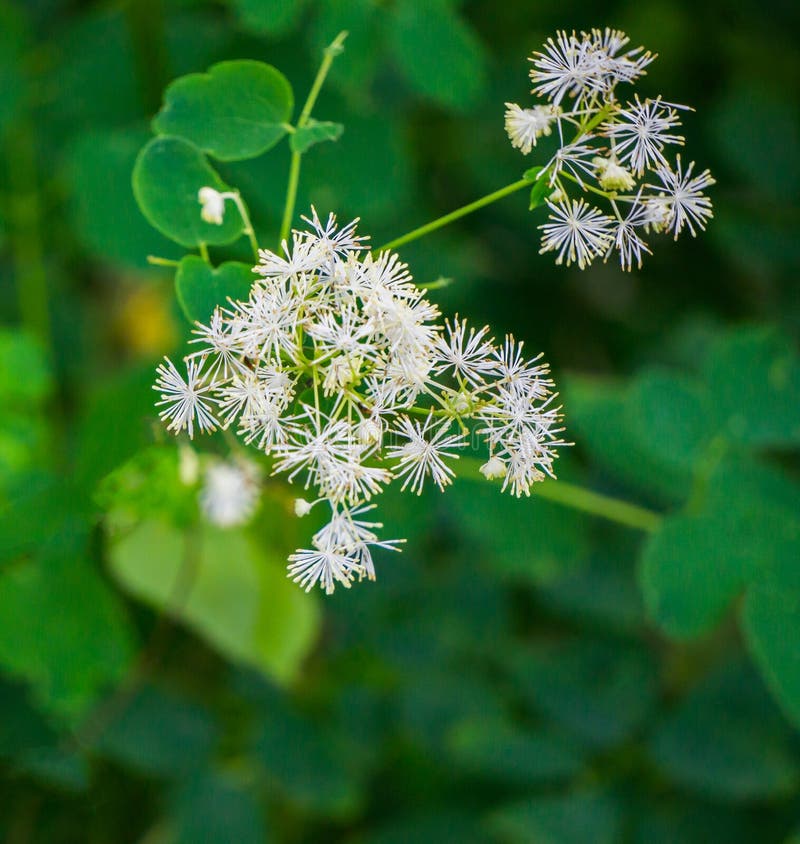 Carolina Bugbane - Trautvetteria caroliniensis