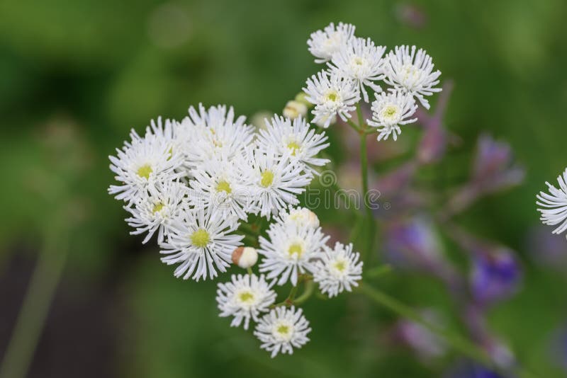 Carolina bugbane Trautvetteria caroliniensis white flowers